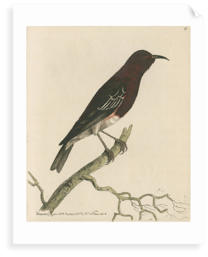 'New-Holland creeper' [Scarlet myzomela] by Richard Polydore Nodder