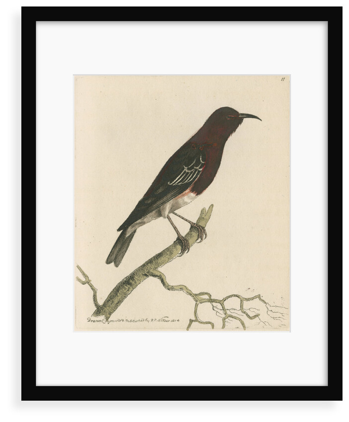 'New-Holland creeper' [Scarlet myzomela] by Richard Polydore Nodder