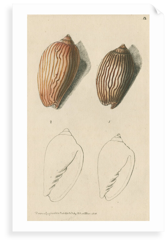 'Zebra volute and Lineated volute' by Richard Polydore Nodder