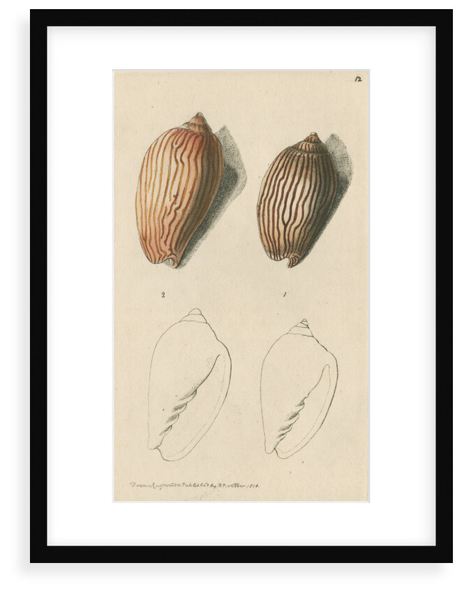 'Zebra volute and Lineated volute' by Richard Polydore Nodder
