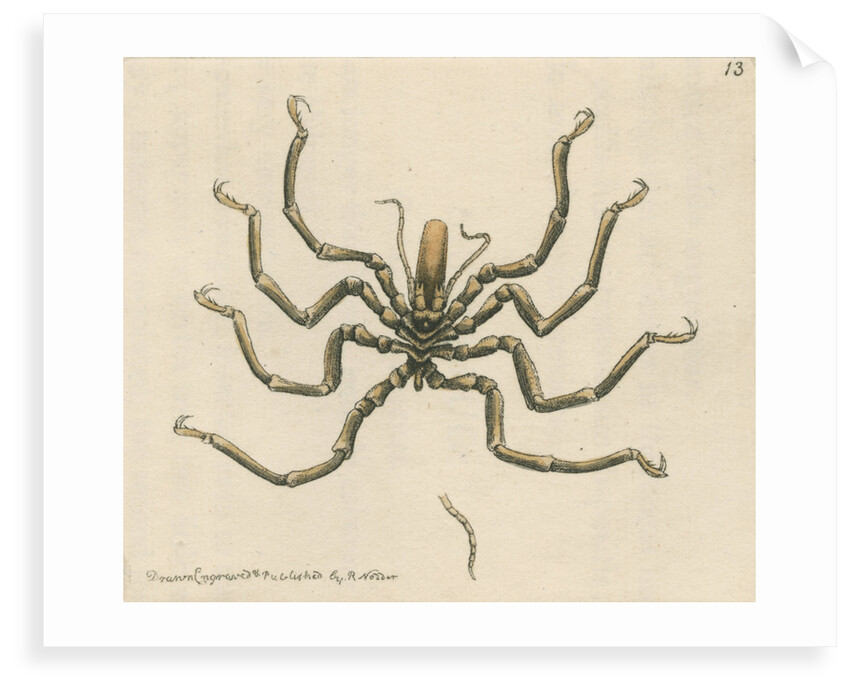 'Carolina ammothea' by Richard Polydore Nodder