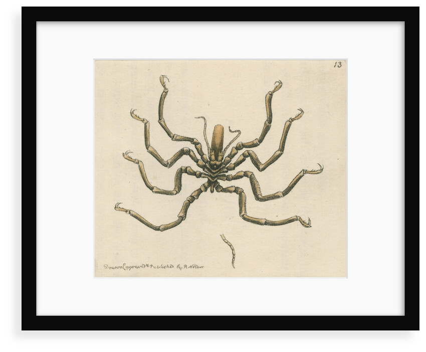 'Carolina ammothea' by Richard Polydore Nodder