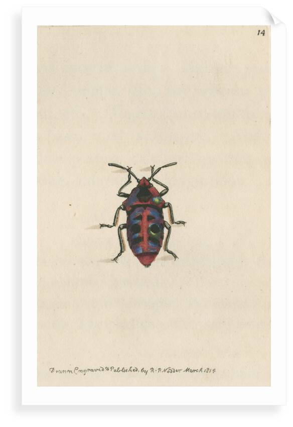 'Six-spotted shieldbug' by Richard Polydore Nodder