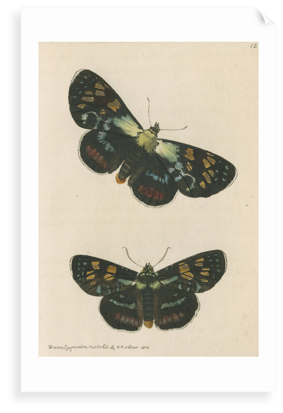 'Painted agarista' [Joseph's coat moth] by Richard Polydore Nodder