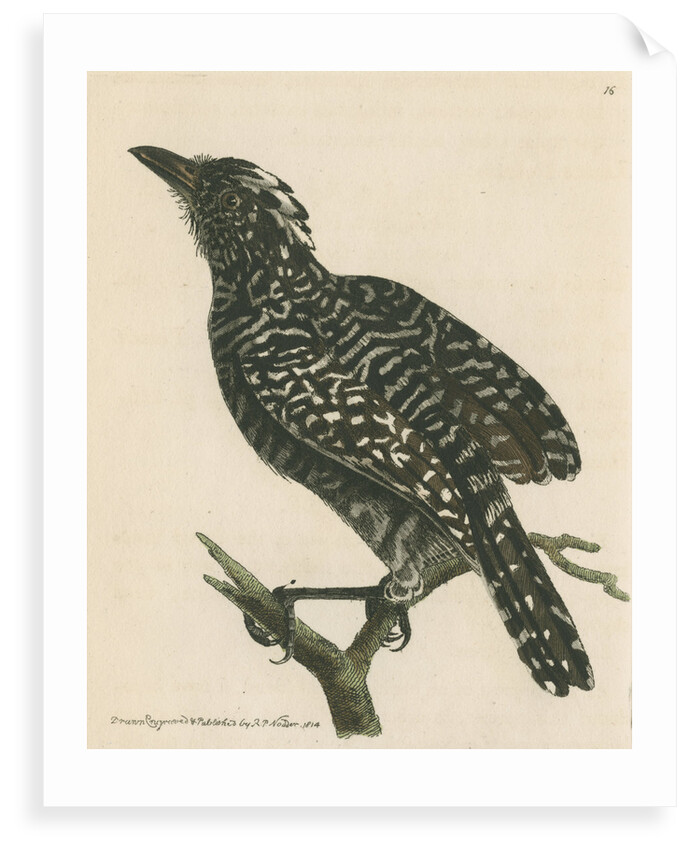 'Pied shrike' [Barred antshrike] by Richard Polydore Nodder