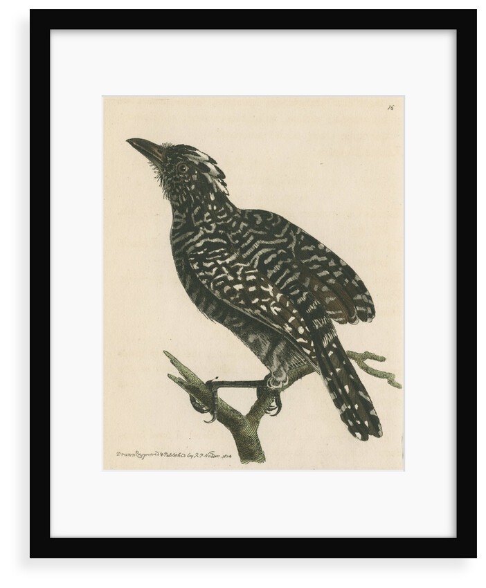 'Pied shrike' [Barred antshrike] by Richard Polydore Nodder