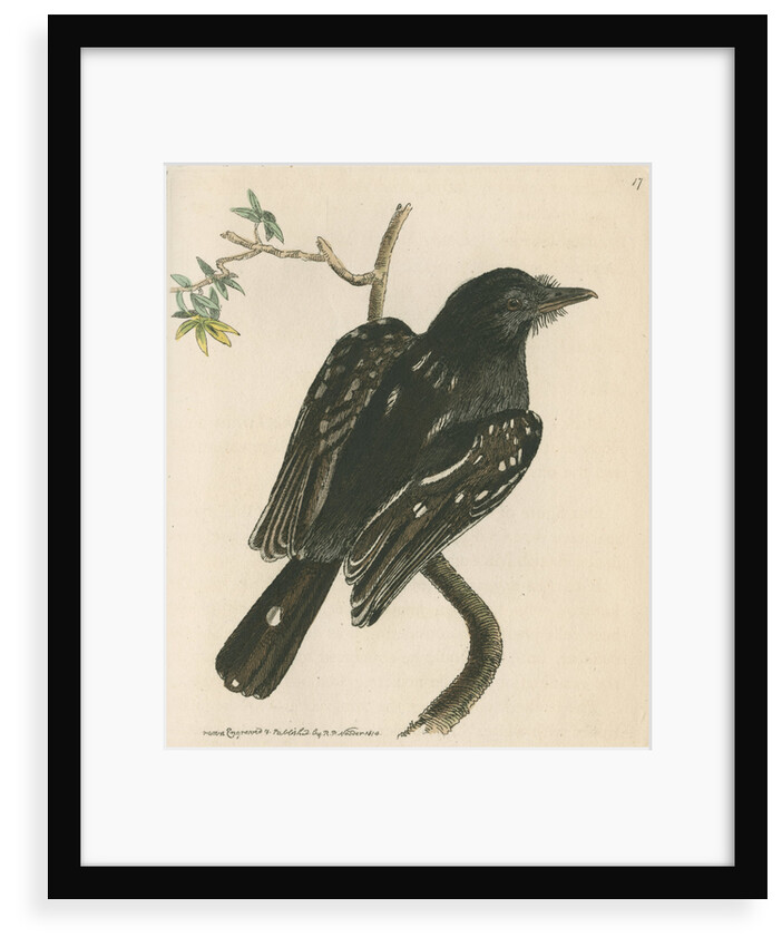 'Spotted shrike' [Slatey antshrike] by Richard Polydore Nodder