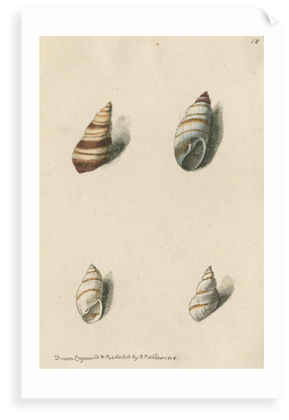 Two specimens of snail shells by Richard Polydore Nodder