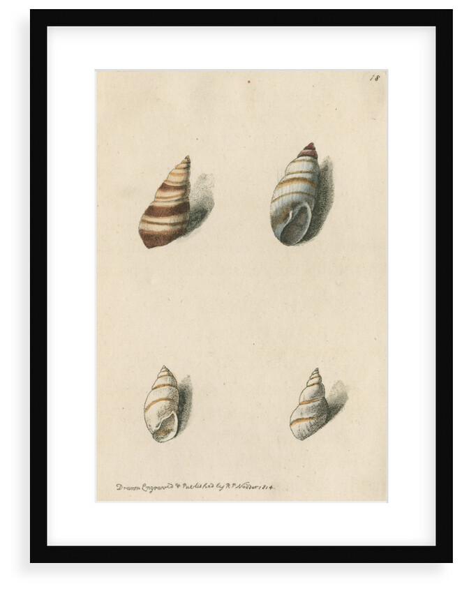 Two specimens of snail shells by Richard Polydore Nodder