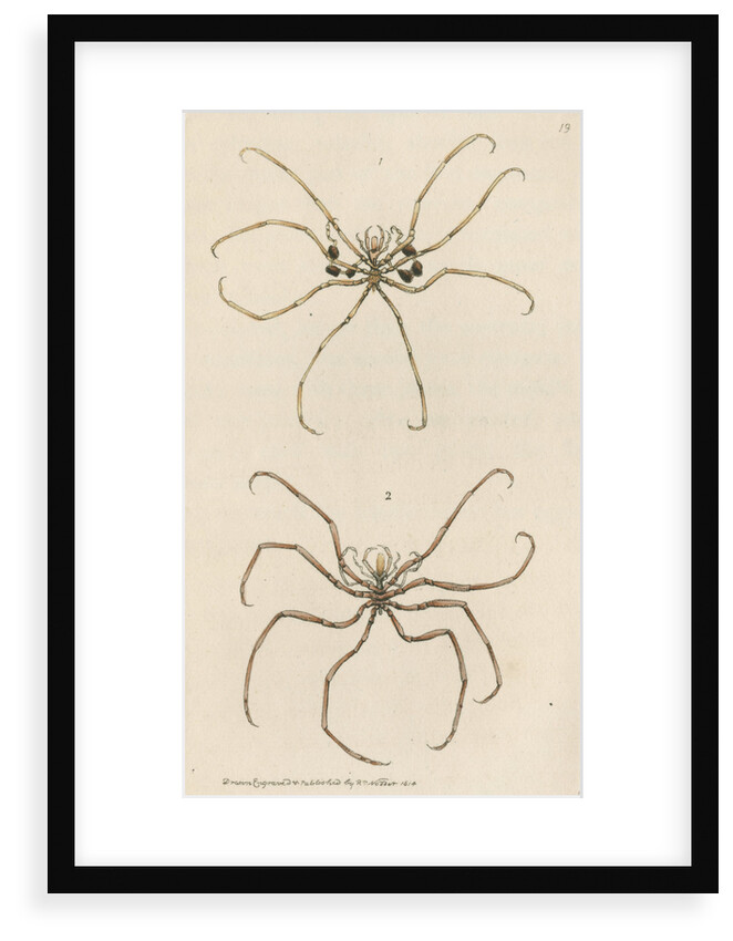 Two specimens of crustaceans by Richard Polydore Nodder