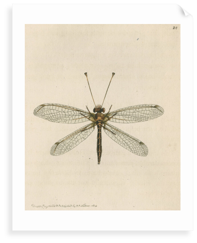 'Yellow-legged ascalaphus' [Yellow owl-fly] by Richard Polydore Nodder