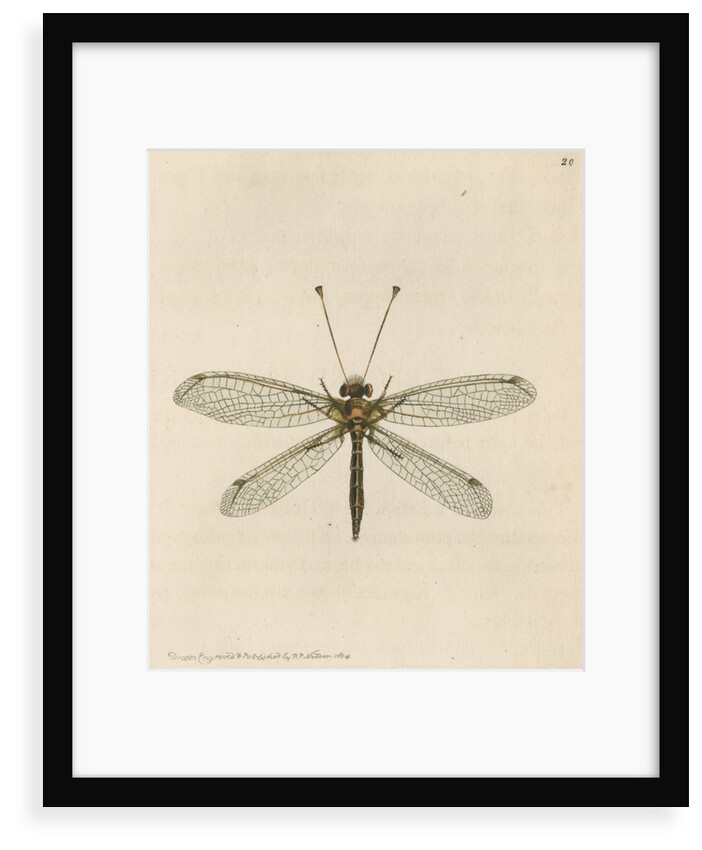 'Yellow-legged ascalaphus' [Yellow owl-fly] by Richard Polydore Nodder