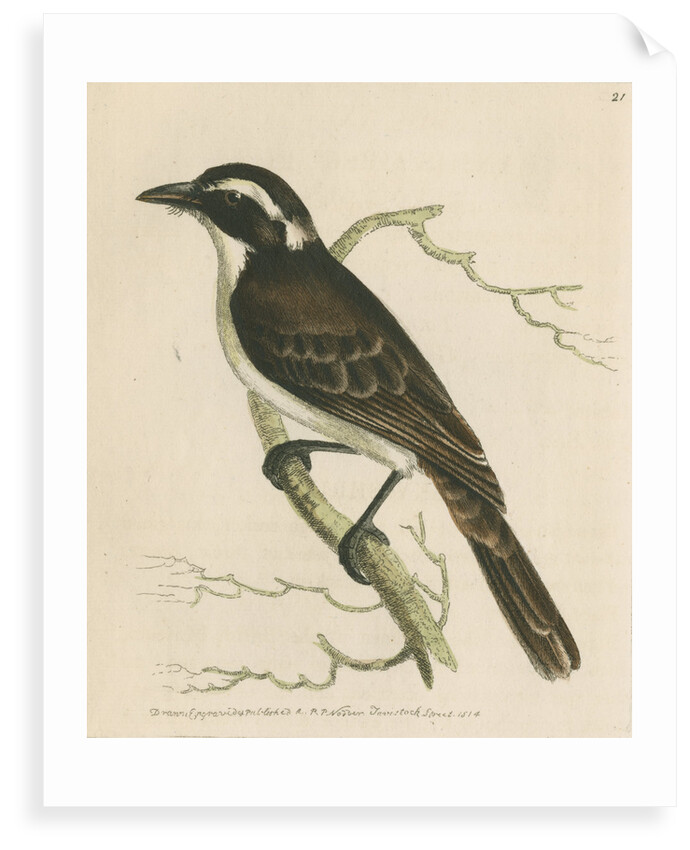 'Dusky shrike' by Richard Polydore Nodder