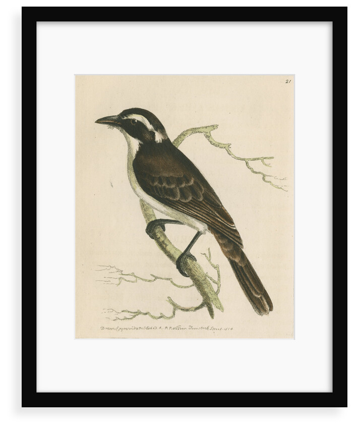 'Dusky shrike' by Richard Polydore Nodder
