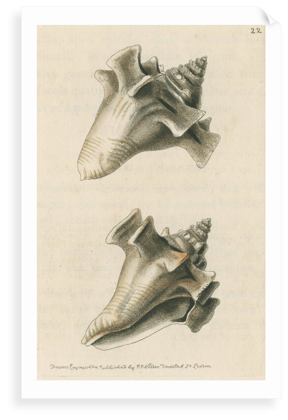 'Sloane's strombus' by Richard Polydore Nodder