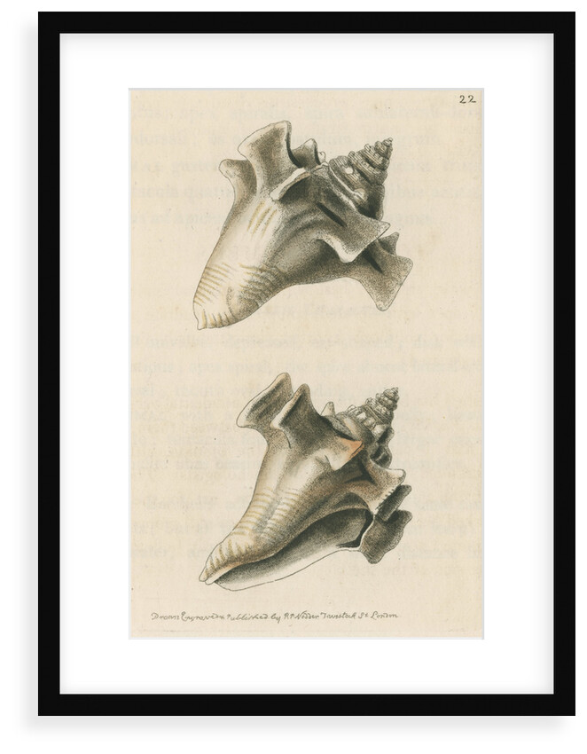 'Sloane's strombus' by Richard Polydore Nodder