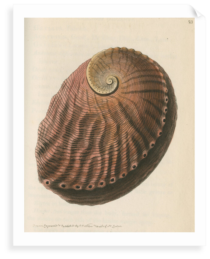 'Red earshell' [Blacklip abalone] by Richard Polydore Nodder