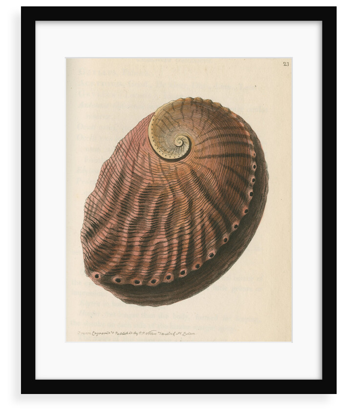 'Red earshell' [Blacklip abalone] by Richard Polydore Nodder