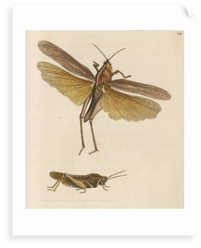 'Australian locust' [Gumleaf grasshopper] by Richard Polydore Nodder