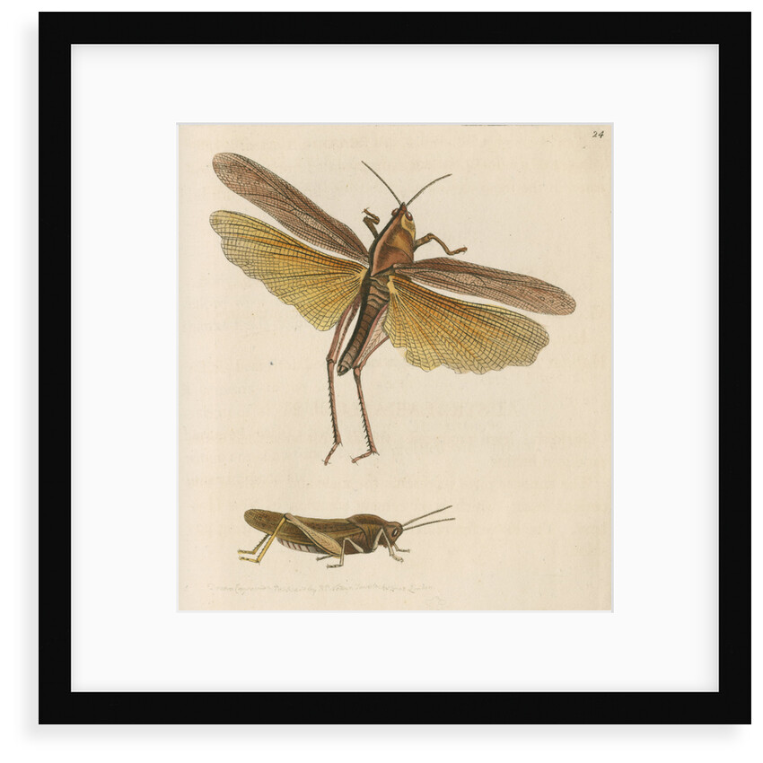 'Australian locust' [Gumleaf grasshopper] by Richard Polydore Nodder