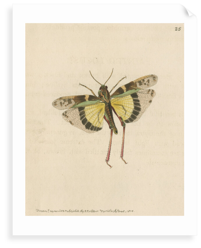 'Painted locust' [Yellow-winged locust] by Richard Polydore Nodder