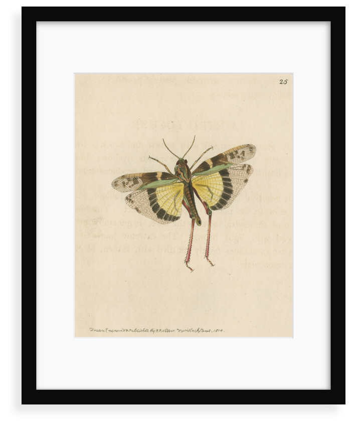 'Painted locust' [Yellow-winged locust] by Richard Polydore Nodder