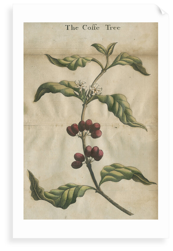Coffee plant by unknown