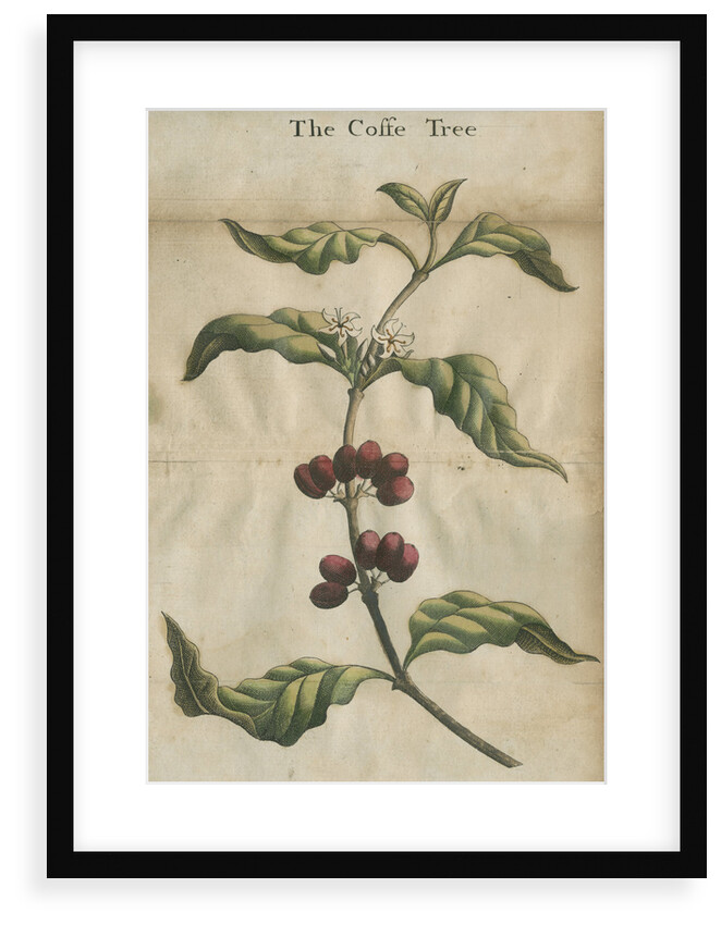 Coffee plant by unknown