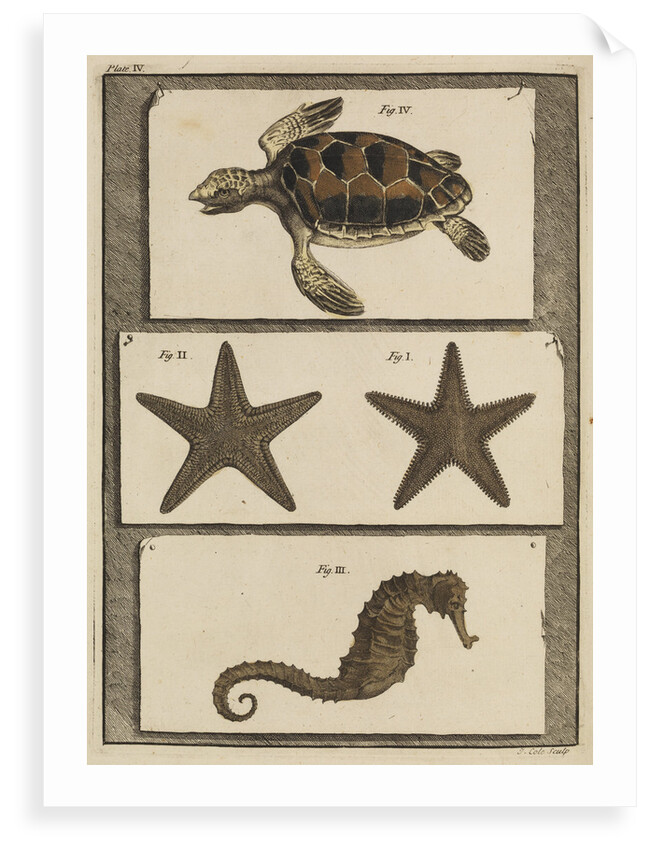 Three specimens of marine life by T Cole