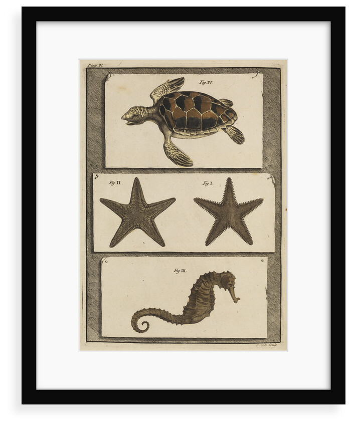 Three specimens of marine life by T Cole