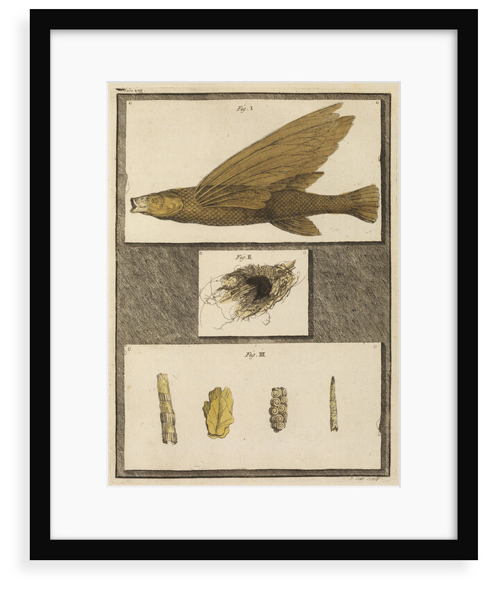 Flying fish with freshwater nests and cases by T Cole
