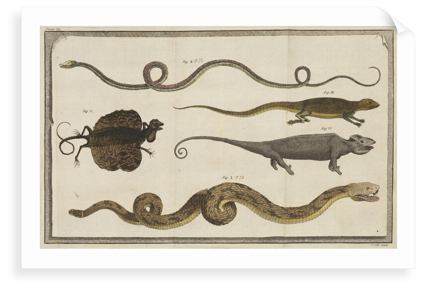 Five specimens of reptiles by T Cole