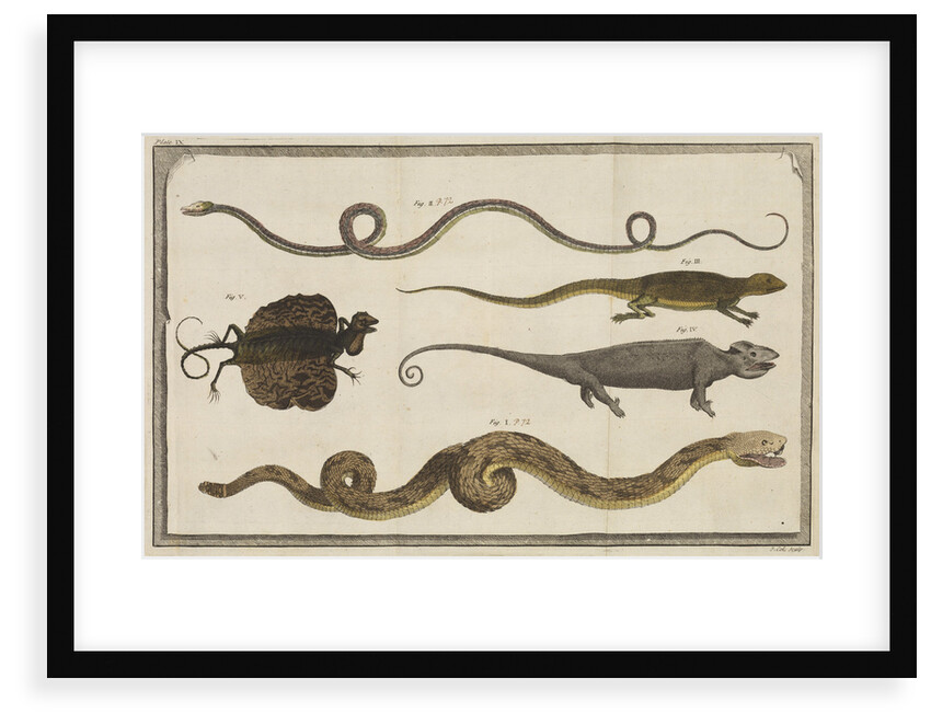 Five specimens of reptiles by T Cole