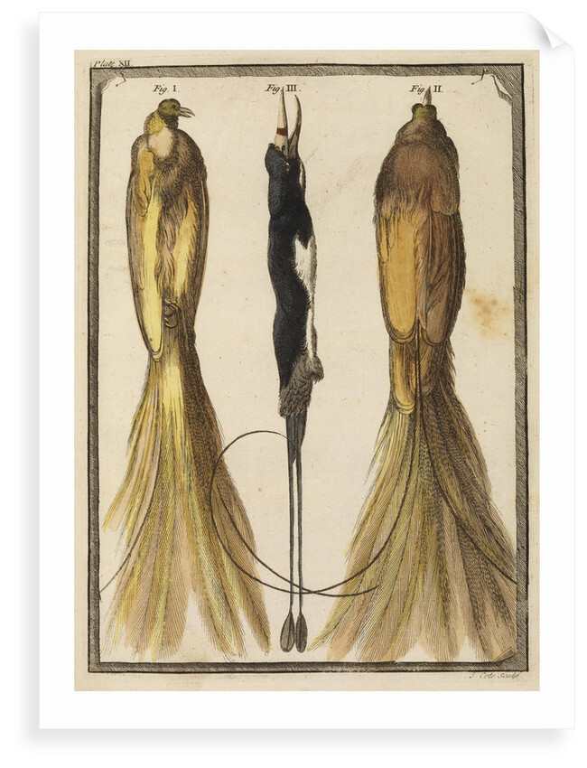 Two specimens of the Bird-of-Paradise by T Cole