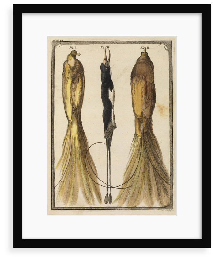 Two specimens of the Bird-of-Paradise by T Cole