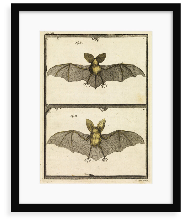 A specimen of bat by T Cole