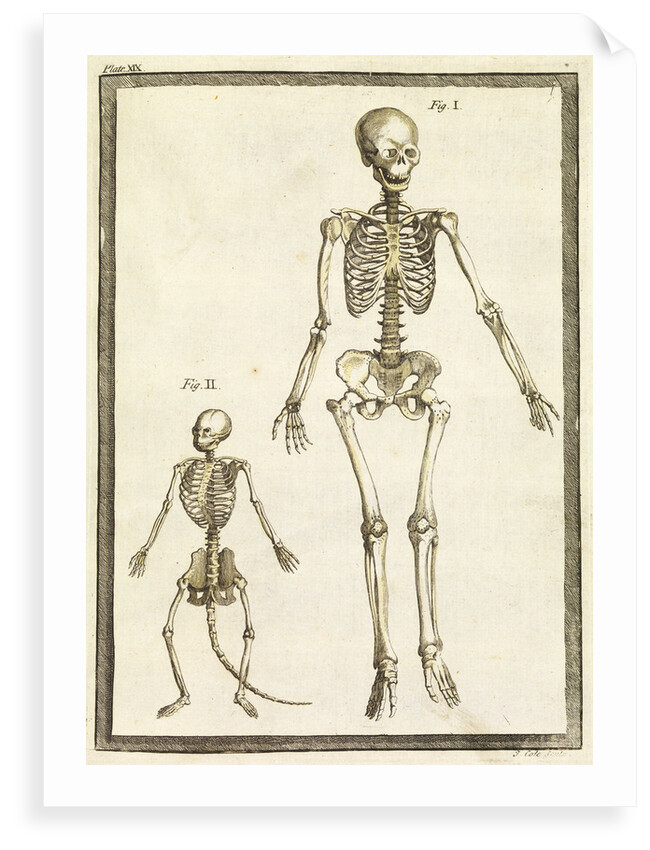 Human and monkey skeletons by T Cole