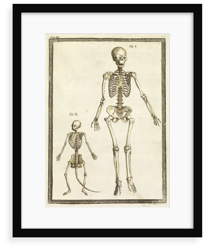 Human and monkey skeletons by T Cole