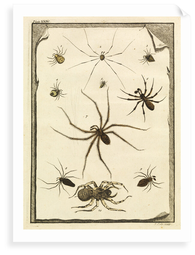 Ten specimens of spiders by T Cole