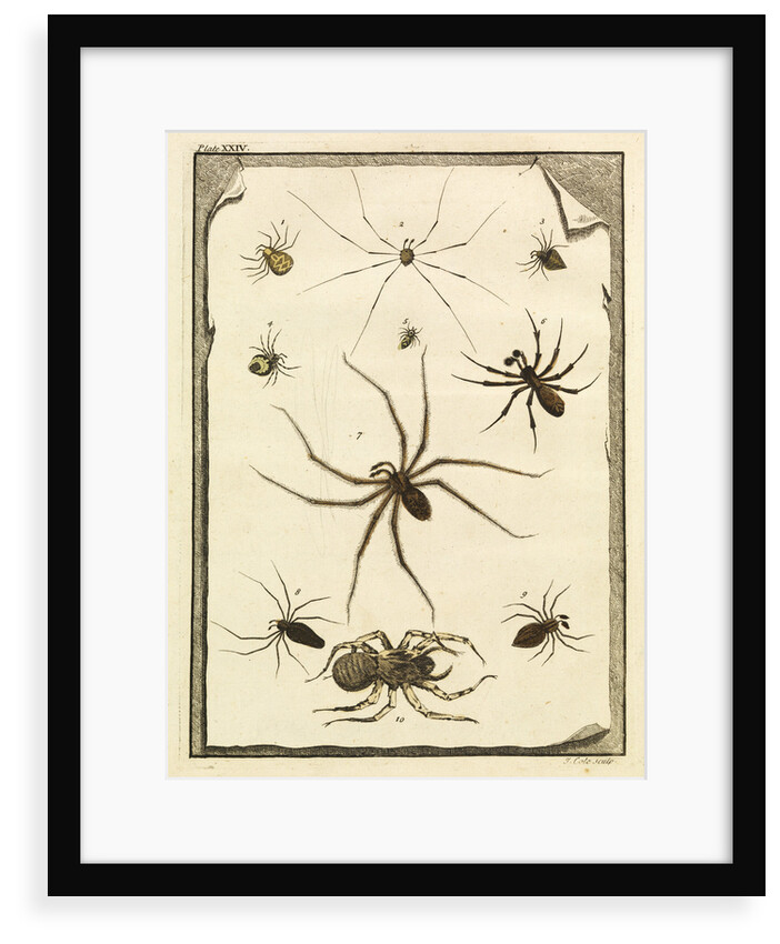 Ten specimens of spiders by T Cole