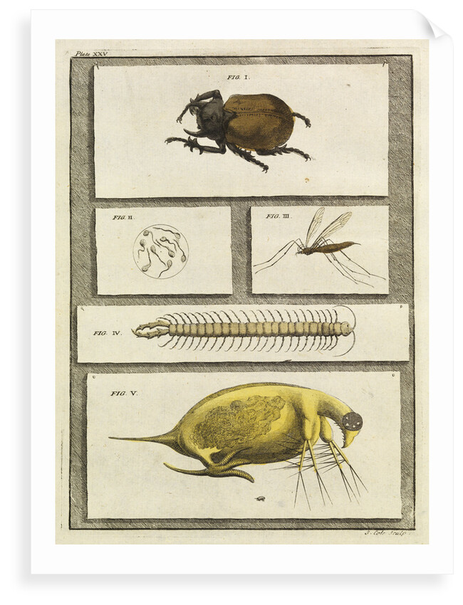 Insect studies with human spermatozoa by T Cole
