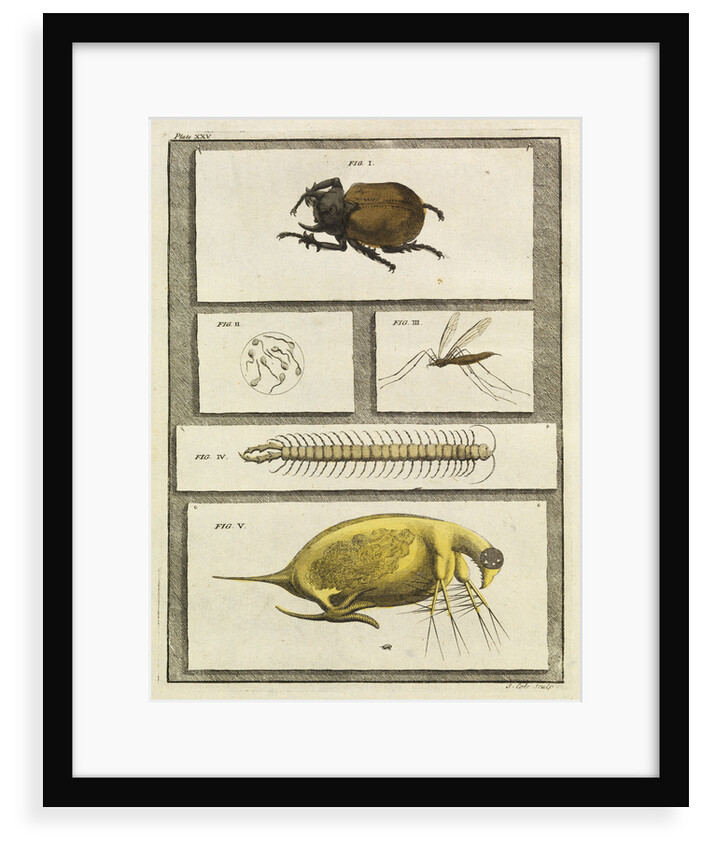 Insect studies with human spermatozoa by T Cole