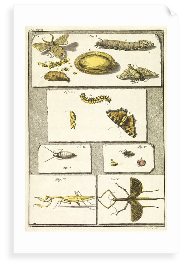 Studies of the silk worm and other insects by T Cole
