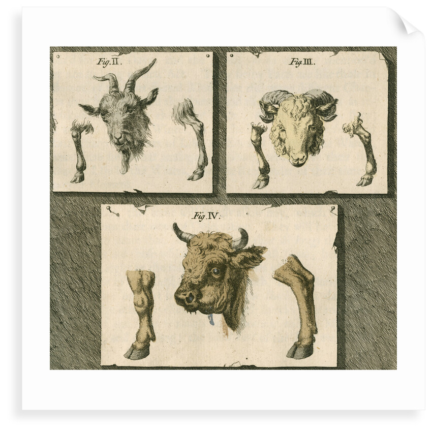 Domestic animals by T Cole