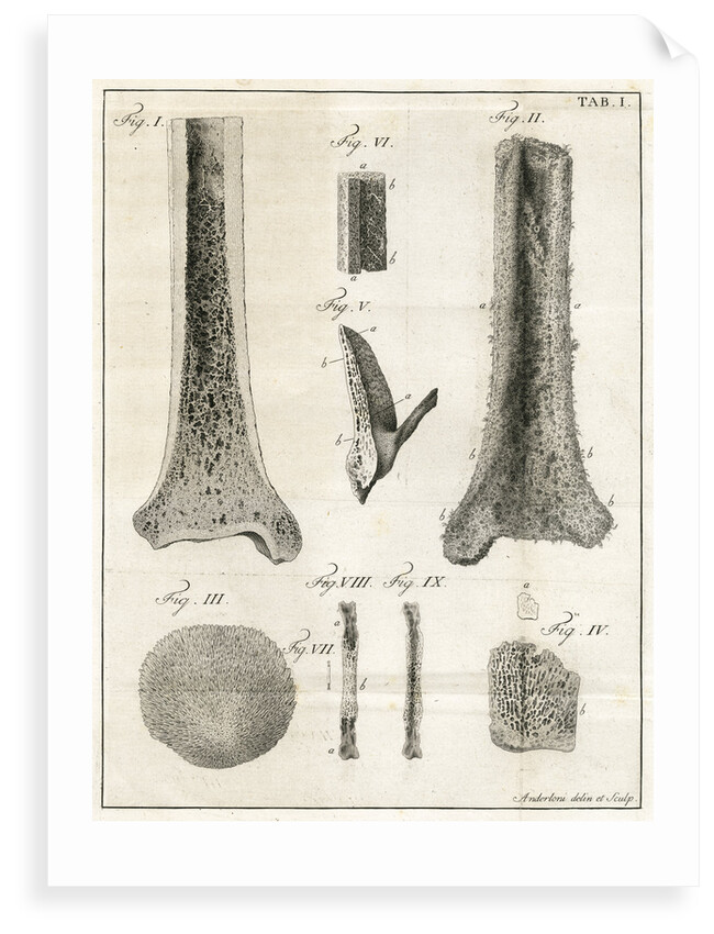 The Tibia by Faustino Anderloni