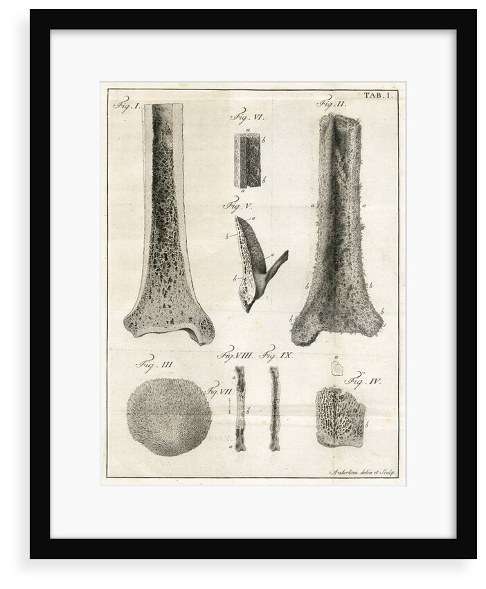 The Tibia by Faustino Anderloni