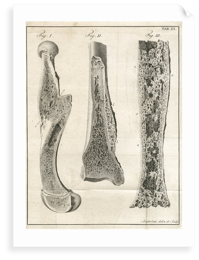 Sections of the leg bones by Faustino Anderloni