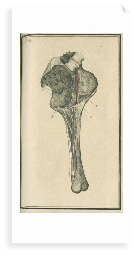'The superficial lymphatic vessels of the left lower extremity' by unknown