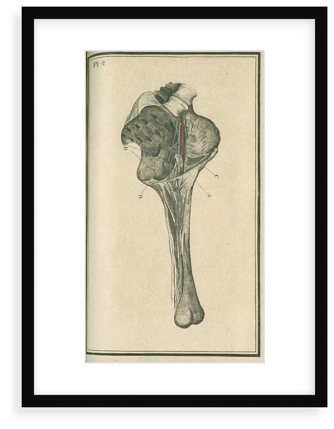 'The superficial lymphatic vessels of the left lower extremity' by unknown