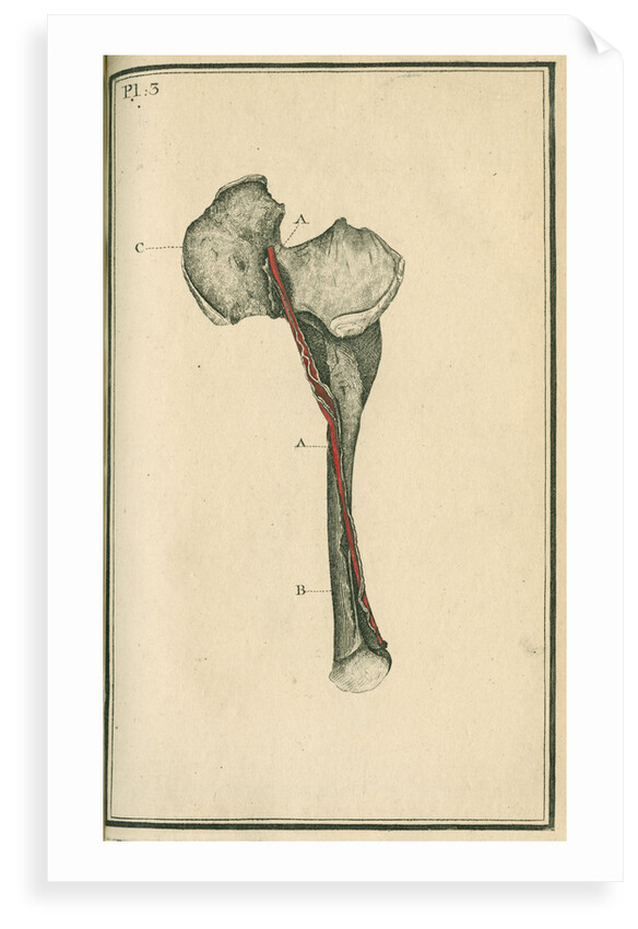 The Crural artery (right thigh) by unknown